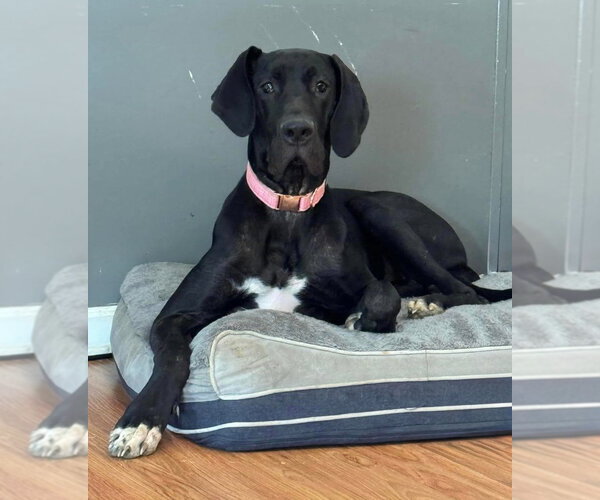 Medium Photo #2 Great Dane Puppy For Sale in Bullard, TX, USA