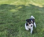 Small #2 Rat Terrier