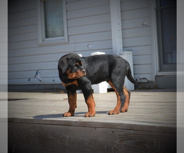Medium Photo #11 Rottweiler Puppy For Sale in OGALLALA, NE, USA