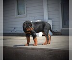 Small Photo #11 Rottweiler Puppy For Sale in OGALLALA, NE, USA