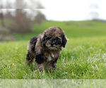 Small Photo #9 ShihPoo Puppy For Sale in WARSAW, IN, USA