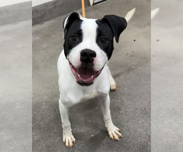 Medium Photo #1 Boxer-Unknown Mix Puppy For Sale in Forestville, MD, USA