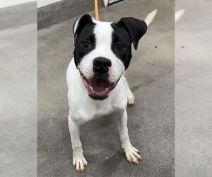 Boxer-Unknown Mix Dogs for adoption in Forestville, MD, USA