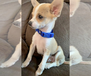 Chihuahua Puppy for sale in COBURG, OR, USA