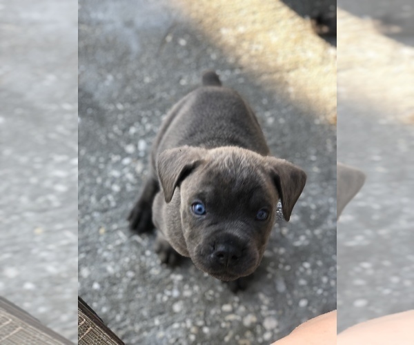 Medium Photo #1 Cane Corso Puppy For Sale in EUSTIS, FL, USA