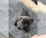 Small Photo #1 Cane Corso Puppy For Sale in EUSTIS, FL, USA