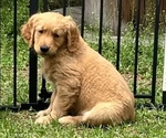 Puppy 7 Golden Retriever