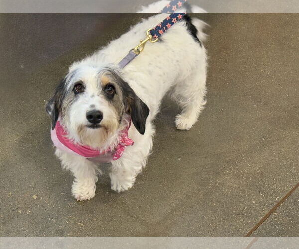 Medium Photo #3 Basset Hound-Petit Basset Griffon Vendeen Mix Puppy For Sale in Omaha, NE, USA