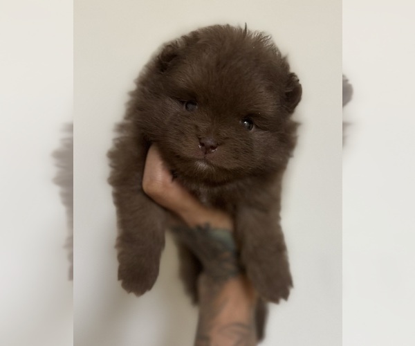 Medium Photo #1 Pomeranian Puppy For Sale in ALBANY, NY, USA