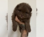 Small Photo #1 Pomeranian Puppy For Sale in ALBANY, NY, USA