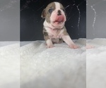 Small Photo #25 Boston Terrier Puppy For Sale in TULARE, CA, USA