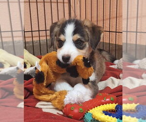 Border Terrier-Unknown Mix Dogs for adoption in House Springs, MO, USA