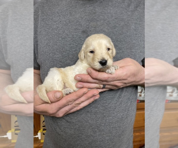 Medium Photo #1 Goldendoodle Puppy For Sale in WEAVERVILLE, NC, USA