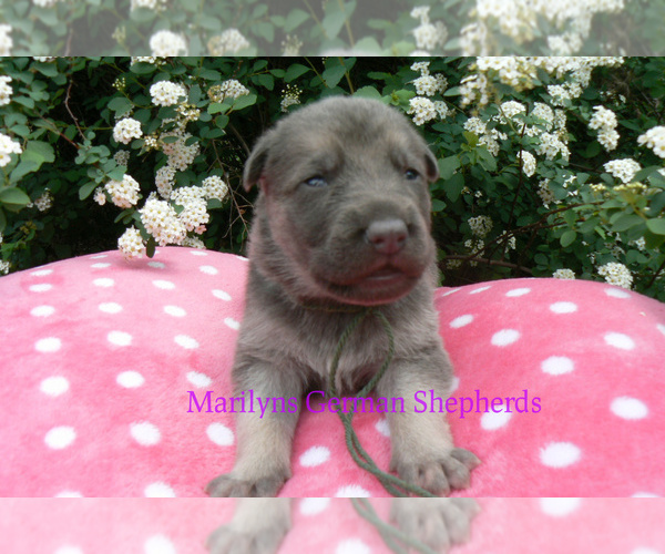 Medium Photo #6 German Shepherd Dog Puppy For Sale in PIEDMONT, MO, USA