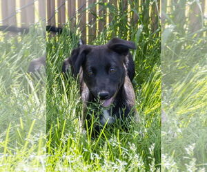 Border Collie-Unknown Mix Dogs for adoption in Estherville, IA, USA