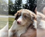 Small #2 Australian Shepherd