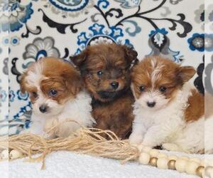 Pomeranian-Poodle (Toy) Mix Puppy for Sale in LEWISBURG, Kentucky USA