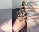 Image preview for Ad Listing. Nickname: Litter of 4