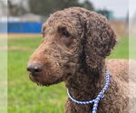 Small #2 Labradoodle
