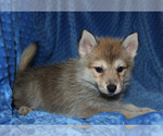 Small Photo #9 Pomsky Puppy For Sale in DENTON, TX, USA