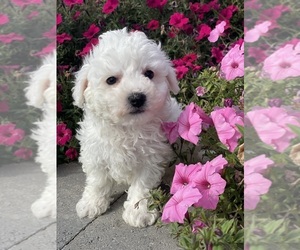 Bichon Frise Puppy for sale in CANOGA, NY, USA