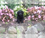 Small Photo #2 YorkiePoo Puppy For Sale in BREMEN, IN, USA