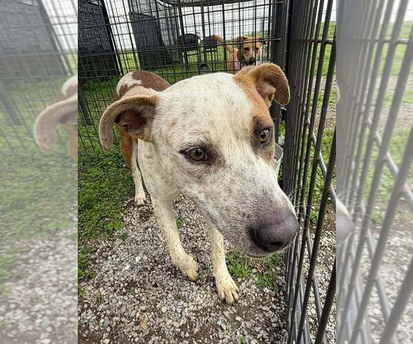 Medium Photo #2 Mutt Puppy For Sale in Abbeville, LA, USA