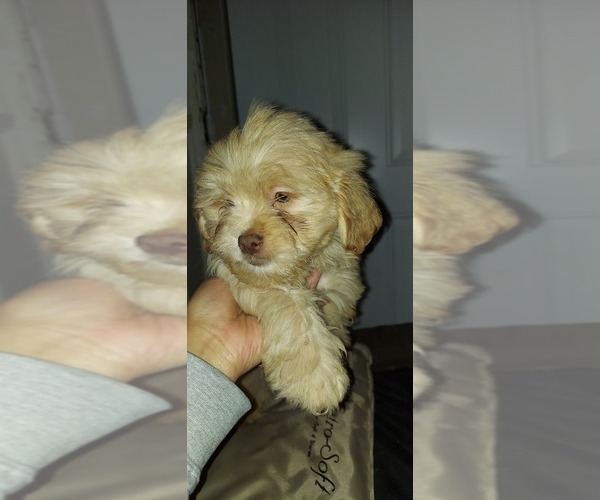 Medium Photo #1 ShihPoo Puppy For Sale in PHILADELPHIA, PA, USA