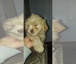 Small Photo #1 ShihPoo Puppy For Sale in PHILADELPHIA, PA, USA