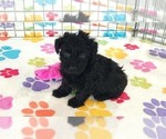 Cody - Male Yorkipoo Puppy for Sale - Photo #11