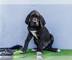 Small #3 Great Dane