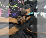 Small #9 Doberman Pinscher