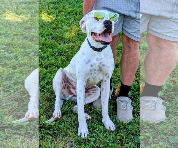 Medium Photo #3 Boxer-Unknown Mix Puppy For Sale in Germantown, OH, USA