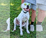 Small #2 Boxer Mix