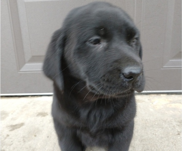 Medium Photo #4 Labrador Retriever Puppy For Sale in SOUTH WAYNE, WI, USA