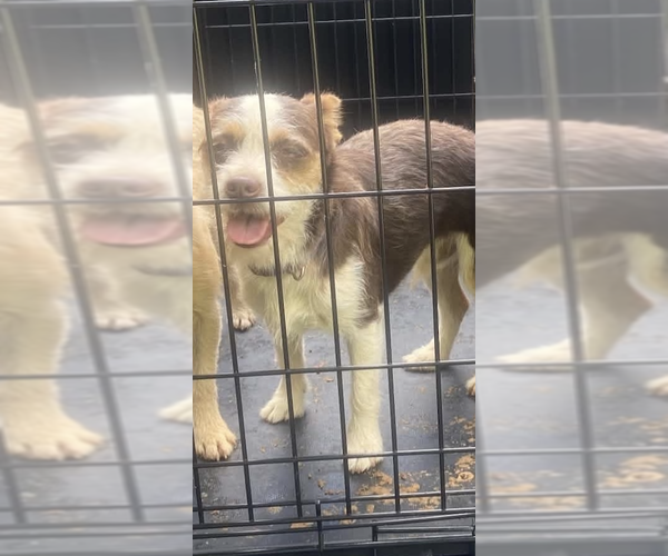 Medium Photo #2 Chihuahua-Unknown Mix Puppy For Sale in Silver Spring, MD, USA