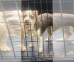 Small #1 Chihuahua Mix