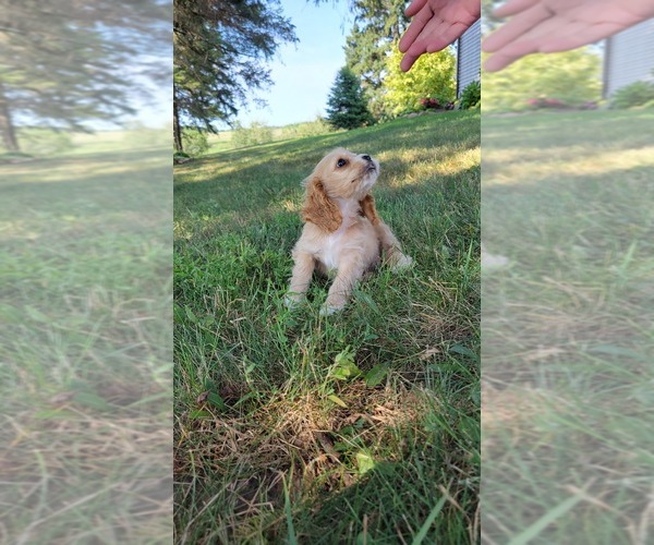 Medium Photo #16 Cocker Spaniel Puppy For Sale in WITHEE, WI, USA