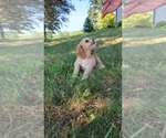 Small Photo #16 Cocker Spaniel Puppy For Sale in WITHEE, WI, USA