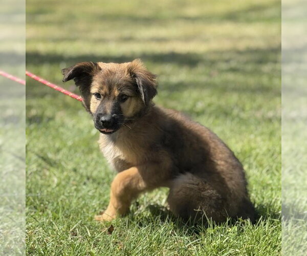 Medium Photo #3 Mutt Puppy For Sale in Yardley, PA, USA