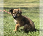Small #2 Mutt