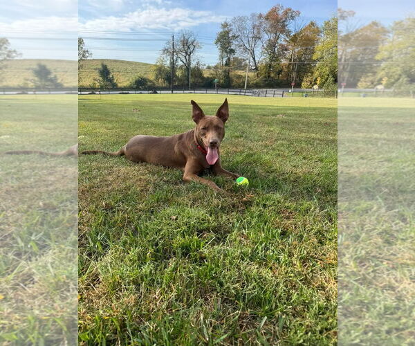 Medium Photo #13 German Shepherd Dog-Unknown Mix Puppy For Sale in Westminster, MD, USA