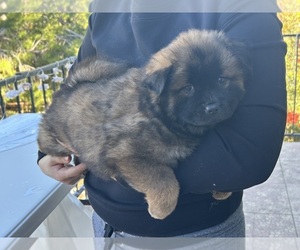 Chow Chow Puppy for sale in ROWLAND HEIGHTS, CA, USA