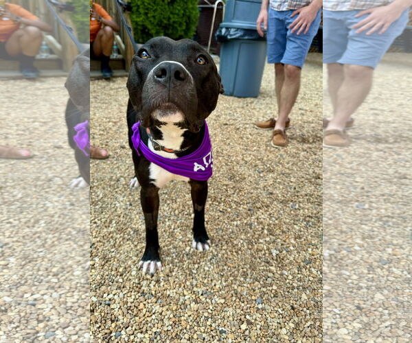 Medium Photo #14 American Pit Bull Terrier Puppy For Sale in Alexandria, VA, USA