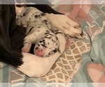Small Photo #21 Great Dane Puppy For Sale in MARICOPA, AZ, USA