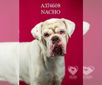 Small #1 American Bulldog