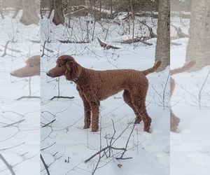 Mother of the Poodle (Standard) puppies born on 10/18/2025