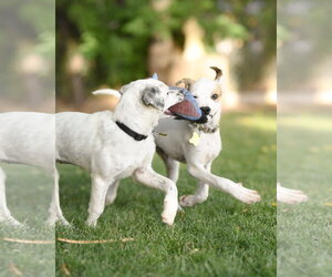 Maicena - Female Mutt Dog for Adoption - Photo #9