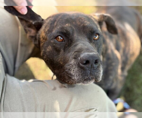 Medium Photo #1 Mutt Puppy For Sale in Tulsa, OK, USA