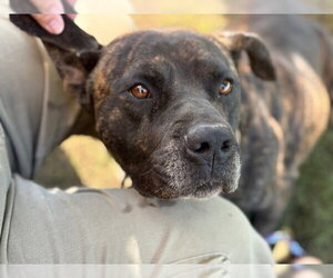 Mutt Dogs for adoption in Tulsa, OK, USA